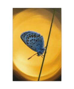 Canvas Print | Canvas Wall Art | Art Home Decor