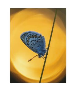 Canvas Print | Canvas Wall Art | Art Home Decor