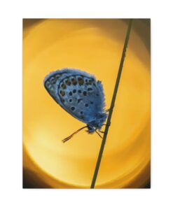 Canvas Print | Canvas Wall Art | Art Home Decor