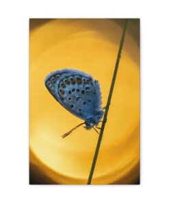 Canvas Print | Canvas Wall Art | Art Home Decor