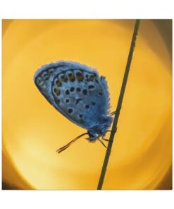 Canvas Print | Canvas Wall Art | Art Home Decor